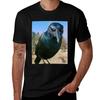 Count Grackula Tshirt Large Size Soft Cotton Tshirt