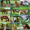 Diamond Painting Horse Full Square Diamond Embroidery Animals 5D DIY Mosaic Rhinestone Picture Home Decoration