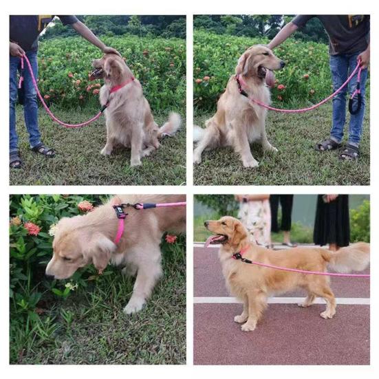Dog Leash Heavy Duty Nylon Rope Leash 5Ft 6.5Ft 10Ft Leash with Padded Handle for Small Medium Large Dogs Training