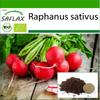 SAFLAX Mahe - Redis - Cherry Bell - 100 seemet - Koos istutussubstraadiga paremaks kasvatamiseks - Raphanus sativus