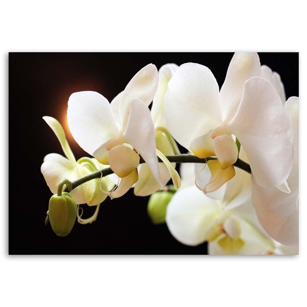 Impresión en lienzo, Primer plano de orquídeas
