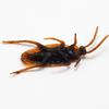 Non-Toxic 5-50Pcs Horrifying Funny Cockroaches Joke Decoration Props Rubber Toy Gags Practical Jokes Toys Simulation Plastic Centipede