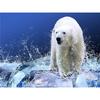 5D Diamond Painting Polar Bear Cross Stitch Diamond Embroidery