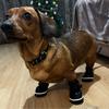 Pet Dog Cozy Dog Shoes For Small Medium Dogs Cats Autumn Winter Hiking Waterproof Puppy Solid Soft Boots Bulldog Teddy Chihuahua