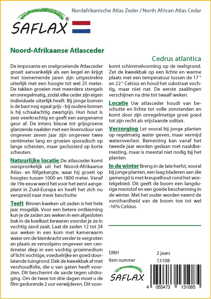 SAFLAX Severoafrický céder atlasský - 20 semien - Cedrus atlantica