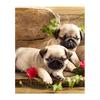 5D Diy Diamond Painting Two Puppies Diamond Embroidery Cross Stitch Home Decor Handmade Gifts