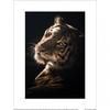 Hisashi Ishikawa Tiger's Gaze Print