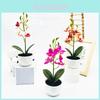 Simulated Phalaenopsis Potted Artificial Artificial Flower For Home Decor And Photography Props