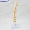 Human Spine Model: Thoracic & Lumbar Vertebrae with Discs and Nerve Roots for Osteopathic Practice