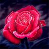 5D Diamond Painting Flowers Pictures Diamond Mosaic Cross Stitch Diamond Embroidery Rose