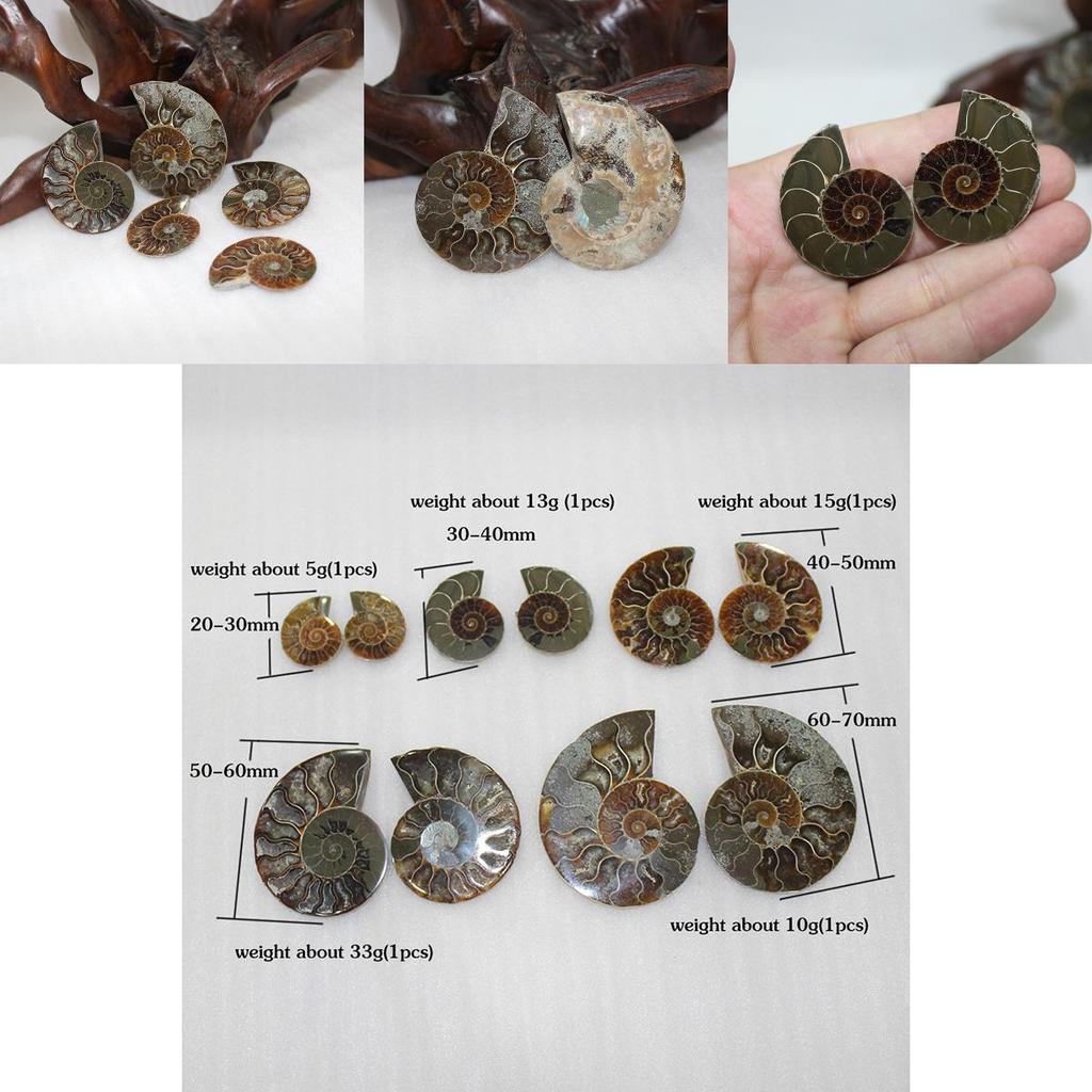 Elegant paar natuurlijke ammoniet fossiele schelpen voor genezing en woondecoratie
