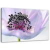 Canvas Print Purple Flower Nature Macro