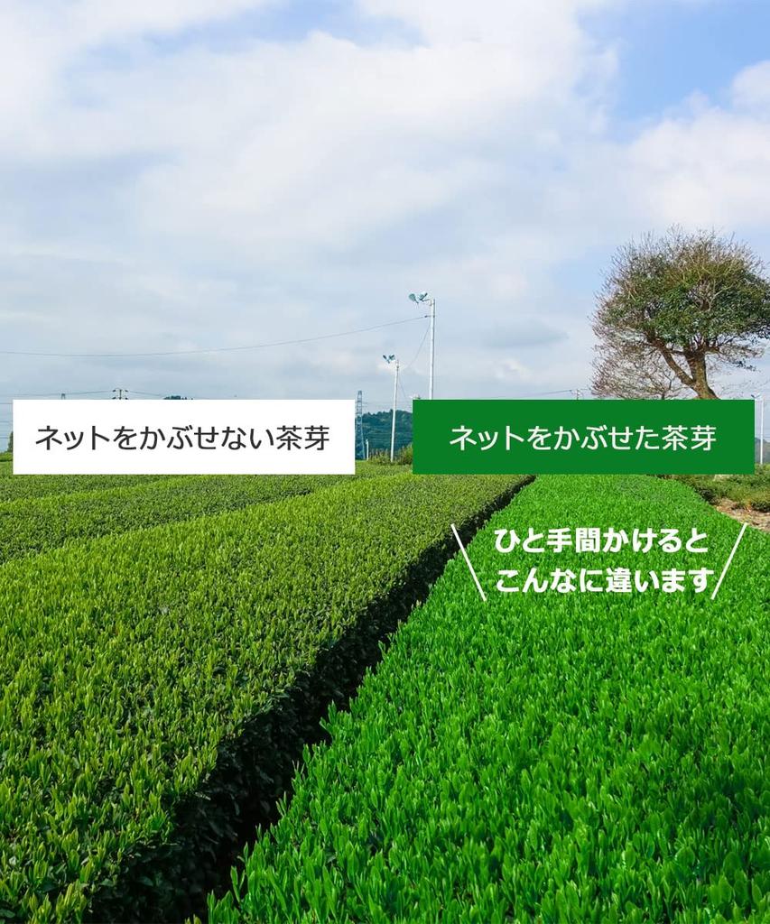 Top Smile Kakegawa Prefecture First Picked First Flush Green Tea Leaves Deep Steamed Cover Tea Premium 100g 3 Bags