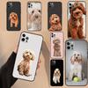 Süße Cockapoo Hund Handyhülle Für iPhone 16 15 14 11 12 13 17 Pro Max mini 15 Plus 16e 17 Air Schutzhülle