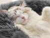 Plush Bed 100 Light Gray (15) Gab_C