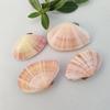 Day and Night Scallop Natural Seashell Collection - Rare Pink Clam Specimen Shell 3-5cm (Pink/Yellow)
