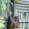 NEW Limited Edition Leather Tote Bag | Leather Bag | Leather Purse Crossbody Bag