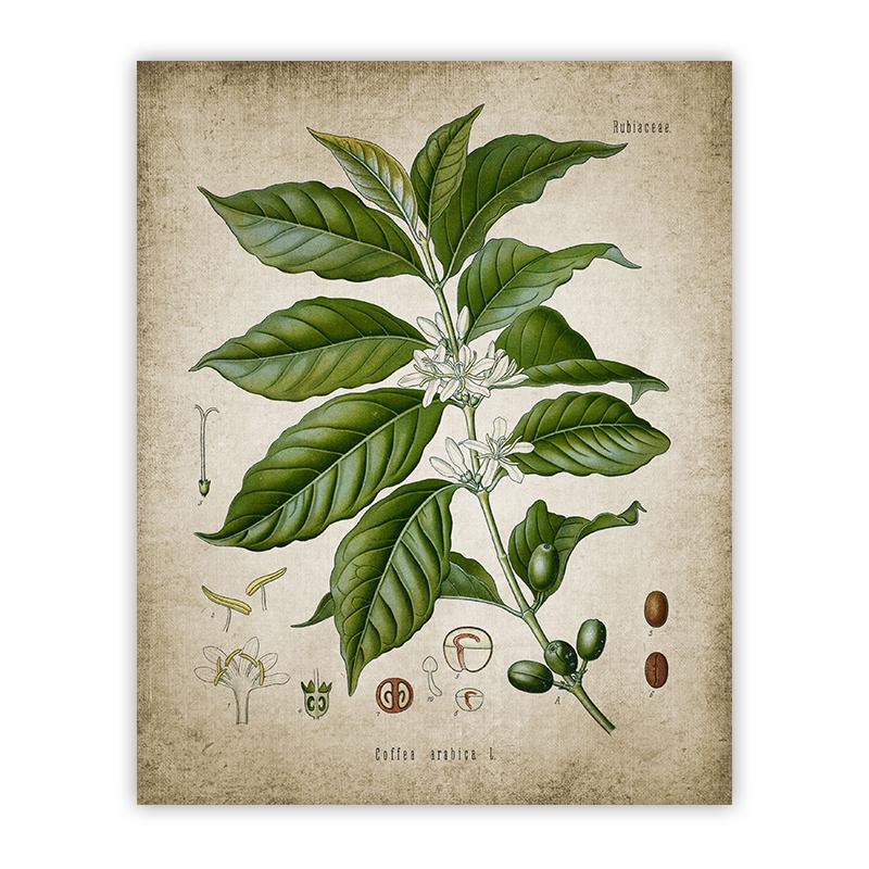 Coffee Bar Decoration Canvas Painting Wall Art Print Kitchen Decor Brewing Knowledge Poster