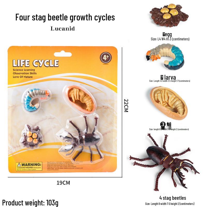Pediatric Cognitive Simulation: Mini Salmon Growth Cycle Toy