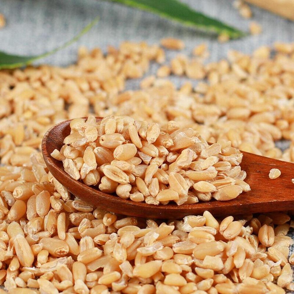 Organic Wheat Tea 500g Chinese Herbal Tea Healthy Quality Loose Leaf