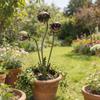 Metal Carnivorous Plant Garden Stake 25-Inch Whimsical Flytrap Monster Plant Sculpture for Home Patio Unique Quirky Garden Decor