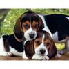 5D DIY Diamond Painting Cute Dog Diamond Embroidery Mosaic Cross Stitch Rhinestone