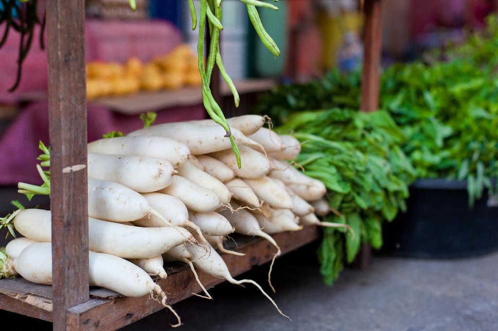 SAFLAX Organic - Radish - Mooli Minowase - 100 Seeds - With Potting Substrate for Better Cultivation - Raphanus Sativus