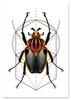 Poster Worm Insect Geometry