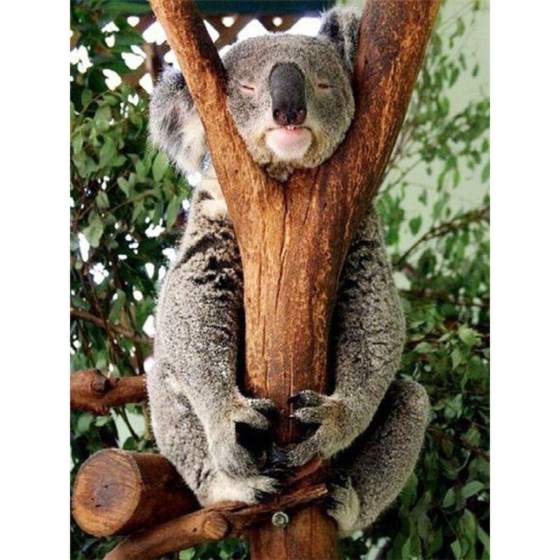 Diamond Painting Koala volledige ronde Diamond borduurwerk dieren Cross Stitch Kit mozaïek Strass Valentijnsdag geschenk