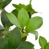 Artificial Laurel Tree with Pot Green 90 Cm