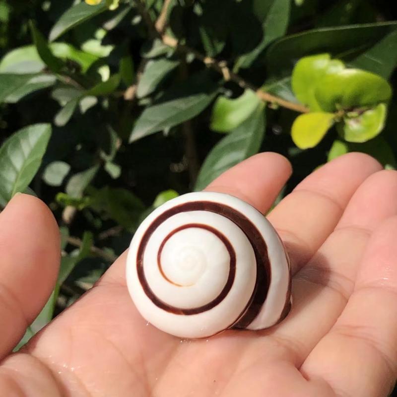 Hermit Crab Replacement & Whelk Natural Seashells for Aquarium Décor