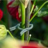 10pcs Heavy Duty Garden Clips Plant Support Clips Plastic Plant Ties for Stem Fixing Garden Supplies KTY