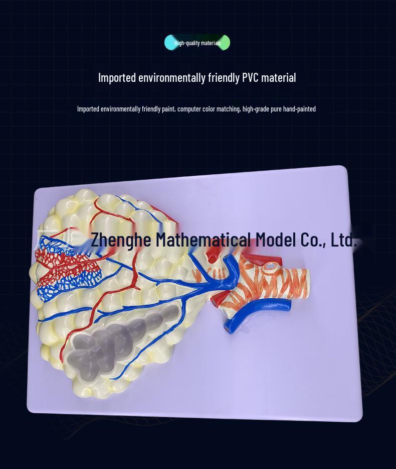 Human Respiratory System Anatomical Model: Lung Anatomy with Magnified Alveoli