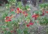 SAFLAX Strawberry Tree - 50 Seeds - Arbutus Unedo