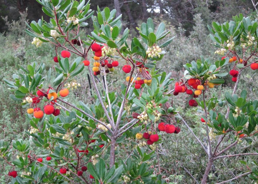 SAFLAX Strawberry Tree - 50 Seeds - Arbutus Unedo