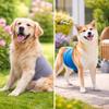 Breathable Dog Physiological Pants Washable Leak-proof Pet Underwear High Absorbing Comfortable Canine Hygiene Band Heat Season