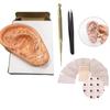 Modello di agopuntura auricolare 4 in 1, sonda auricolare, semi di pressa auricolare, modello di agopunti auricolari da 13 cm