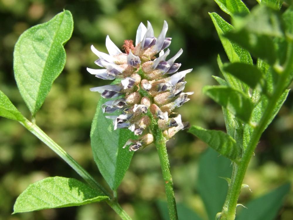 SAFLAX Garden in the Bag - Lakritze - 30 Samen - Mit Substrat im passenden Standbeutel - Glycyrrhiza glabra