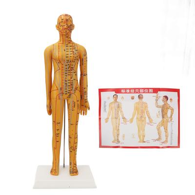20.9in Acupuncture Female Model High Definition Clear Chinese Human Body Acupuncture Model for Teaching