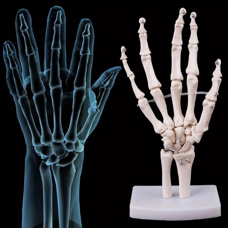 Tıbbi Malzemeler Model Ücretsiz Kargo El Eklem Anatomik İskelet Modeli İnsan Tıbbi Anatomi Çalışma Aracı Gerçek Boyut