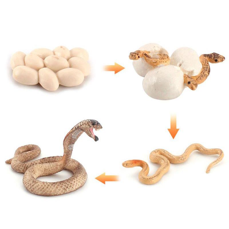 Charming Simulation Solid Turtle Chick Frog Animal Growth Cycle Montessori Teaching Aids For Educational Fun And Collectible Decor