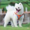 2Pcs/Set Pet Harness Set Cartoon Dogs Pattern Anti-escape Safe Stylish Chest Strap Leash for Walking