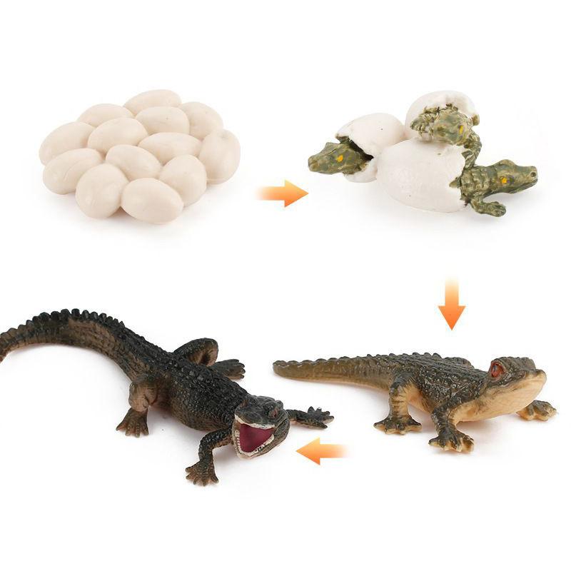 Charming Simulation Solid Turtle Chick Frog Animal Growth Cycle Montessori Teaching Aids For Educational Fun And Collectible Decor