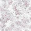 Muriva Apple Blossom Wallpaper