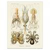 Ernst Haeckel Gamochonia Print