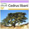 SAFLAX Libanonský céder - 20 semien - Cedrus libani