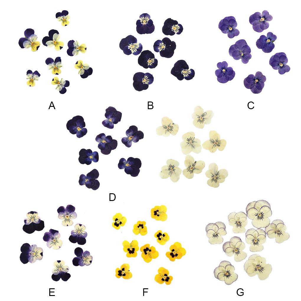 12 Stück Basteln Schlichter Stil Machen Zubehör Make-up Ornament Gepresste Blumen Handwerk Schmuck Dekor Zubehör