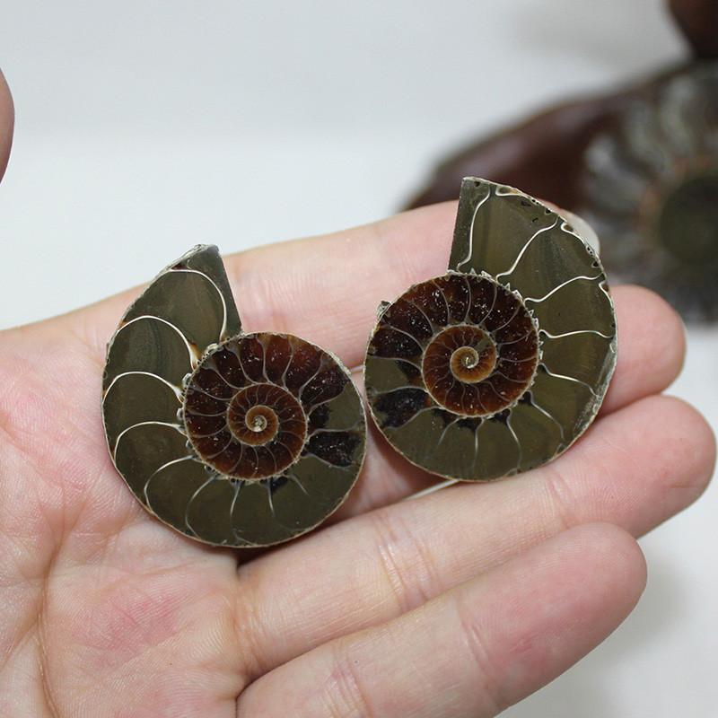 Elegant paar natuurlijke ammoniet fossiele schelpen voor genezing en woondecoratie