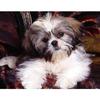 Full 5D Diy Diamond Painting Cartoon Animal Dog Mosaic Embroidery Cross Stitch Home Decor Handmade
