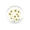New 20pcs/box Pressed Dried Narcissus Plum Blossom Flower For Epoxy Resin Jewelry Making Nail Art Craft DIY Accessories